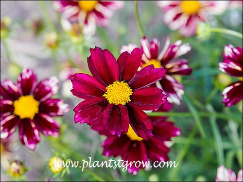 Nice red flowers